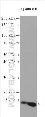 Ins1 Antibody in Western Blot (WB)