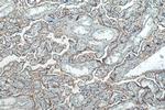 SLC7A5 Antibody in Immunohistochemistry (Paraffin) (IHC (P))