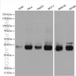 SLC7A5 Antibody in Western Blot (WB)
