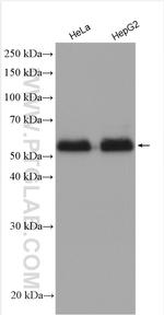 Ajuba Antibody in Western Blot (WB)