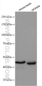 HORMAD1 Antibody in Western Blot (WB)