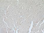 WIPI2 Antibody in Immunohistochemistry (Paraffin) (IHC (P))