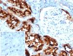 CD13/Aminopeptidase-N (Myeloid Cell Marker) Antibody in Immunohistochemistry (Paraffin) (IHC (P))