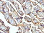 Galectin-13 (GAL13)/Placental Protein 13 (PP13) Antibody in Immunohistochemistry (Paraffin) (IHC (P))