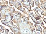 Galectin-13 (GAL13)/Placental Protein 13 (PP13) Antibody in Immunohistochemistry (Paraffin) (IHC (P))