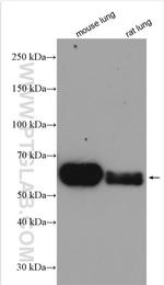 CRMP1 Antibody in Western Blot (WB)