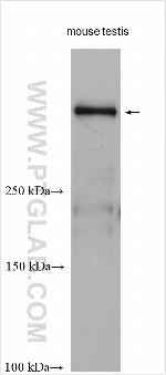 DYNC2H1 Antibody in Western Blot (WB)