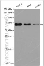 CDT1 Antibody in Western Blot (WB)