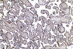 EBP50/NHERF-1 Antibody in Immunohistochemistry (Paraffin) (IHC (P))