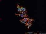 SPATS2L Antibody in Immunocytochemistry (ICC/IF)