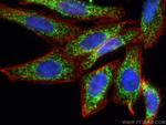 SPATS2L Antibody in Immunocytochemistry (ICC/IF)