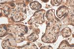 SPATS2L Antibody in Immunohistochemistry (Paraffin) (IHC (P))