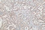 SPATS2L Antibody in Immunohistochemistry (Paraffin) (IHC (P))