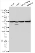 SPATS2L Antibody in Western Blot (WB)