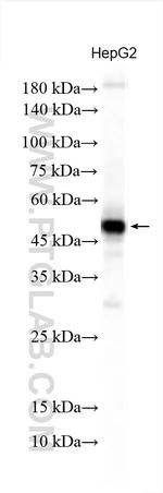 BCKDHA Antibody in Western Blot (WB)