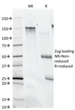 Histone H1 (Pan Nuclear Marker) Antibody in SDS-PAGE (SDS-PAGE)