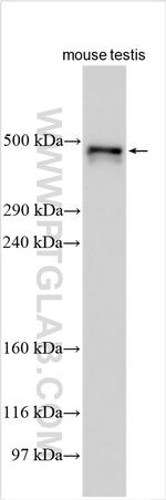 DNAH6 Antibody in Western Blot (WB)