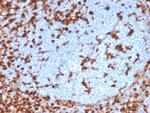 Annexin A1 Antibody in Immunohistochemistry (Paraffin) (IHC (P))