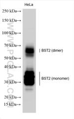 BST2 Antibody in Western Blot (WB)