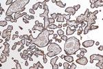 CD59 Antibody in Immunohistochemistry (Paraffin) (IHC (P))