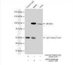 VAV3 Antibody in Immunoprecipitation (IP)