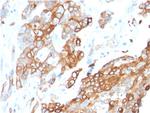 Heregulin-1/Neuregulin-1 (Breast and Urothelial Marker) Antibody in Immunohistochemistry (Paraffin) (IHC (P))