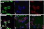 Human IgG (H+L) Cross-Adsorbed Secondary Antibody in Immunocytochemistry (ICC/IF)