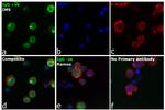 Human IgG (H+L) Cross-Adsorbed Secondary Antibody in Immunocytochemistry (ICC/IF)