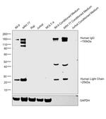 Human IgG (H+L) Cross-Adsorbed Secondary Antibody