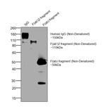Human IgG F(ab')2 Cross-Adsorbed Secondary Antibody in Western Blot (WB)
