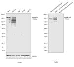 Human IgG Fc gamma Secondary Antibody