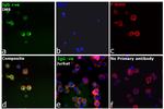 Human IgG Fc gamma Secondary Antibody in Immunocytochemistry (ICC/IF)