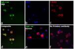 Human IgG Fc gamma Secondary Antibody in Immunocytochemistry (ICC/IF)