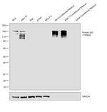 Human IgG Fc gamma Secondary Antibody