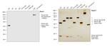 Human IgG Fc gamma Secondary Antibody in Western Blot (WB)