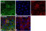 Mouse IgG (H+L) Cross-Adsorbed Secondary Antibody in Immunocytochemistry (ICC/IF)