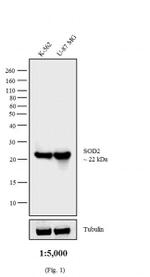 Mouse IgG Fc Cross-Adsorbed Secondary Antibody in Western Blot (WB)