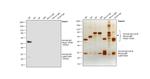 Human IgG (H+L) Secondary Antibody in Western Blot (WB)