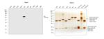 Human IgA (Heavy chain) Secondary Antibody