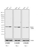 Rabbit IgG (H+L) Cross-Adsorbed Secondary Antibody in Western Blot (WB)