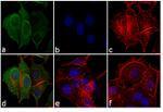 Mouse IgG Fc Secondary Antibody in Immunocytochemistry (ICC/IF)