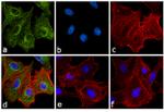 Rat IgG Fc Secondary Antibody in Immunocytochemistry (ICC/IF)