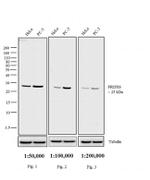 Rabbit IgG (H+L) Secondary Antibody in Western Blot (WB)