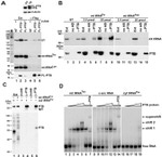 PTBP1 Antibody in Western Blot, RNA Immunoprecipitation (WB, RIP)