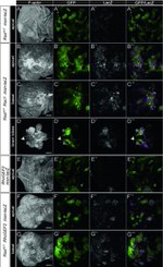 MEK7 Antibody in Immunohistochemistry (IHC)