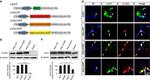 alpha Synuclein Antibody in Western Blot, Immunocytochemistry (WB, ICC/IF)