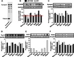 alpha Synuclein Antibody in Western Blot (WB)