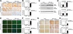 alpha Synuclein Antibody in Western Blot, Immunohistochemistry (WB, IHC)