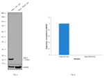 alpha Synuclein Antibody in Western Blot (WB)