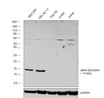 alpha Synuclein Antibody